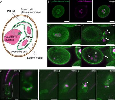 Removal of the endoplasma membrane upon sperm cell activation after pollen tube discharge